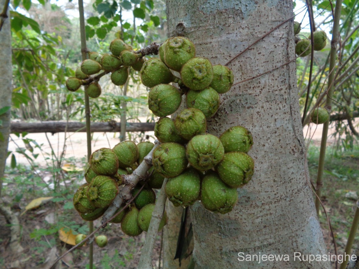 Ficus hispida L.f.